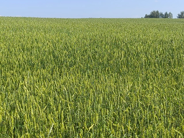 Лес, грунт, зерно – три кита тверского экспорта