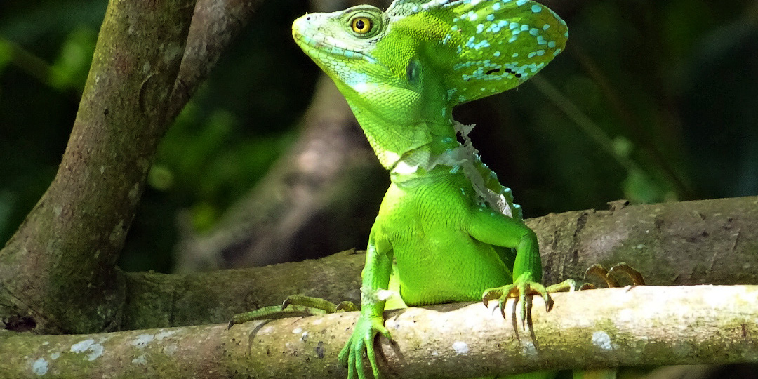 Василиск: не мифический, а реальный