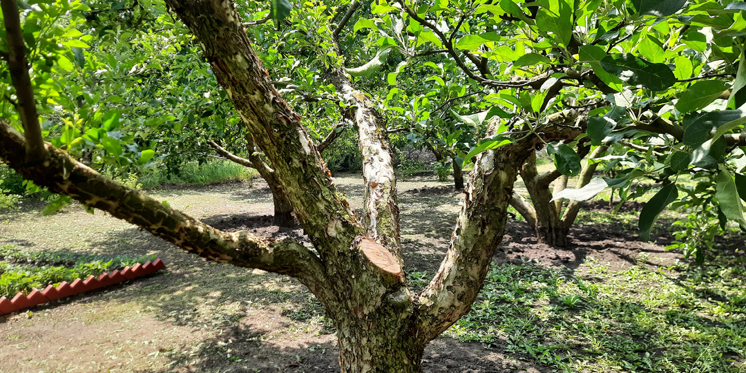 Как обрезать яблоню, если крона уже в виде чаши без центрального проводника.