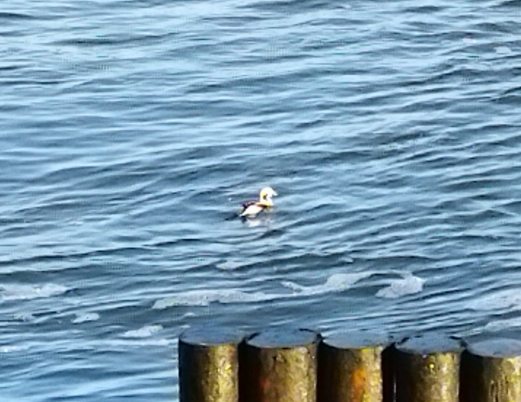Держатся морянки обычно вдали от берега. 