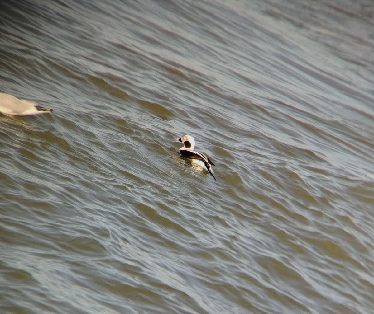 Контрастная, чёрно-белая уточка появляется в наших водах только зимой. 