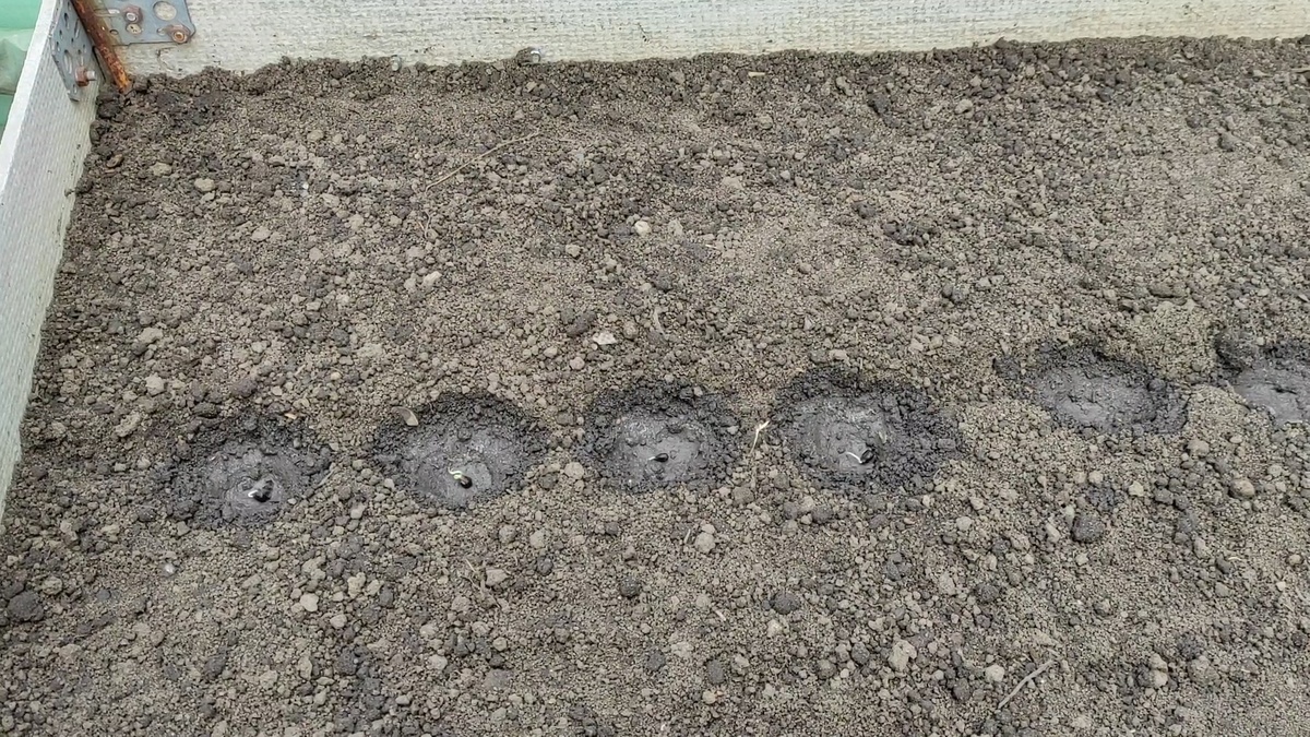 Посев семян в школку.