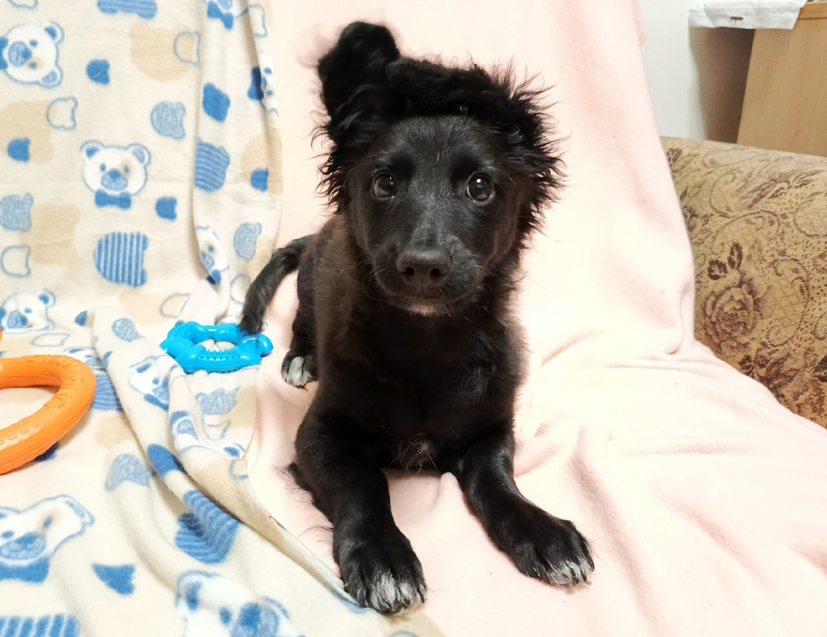 Перед очарованием Кроша трудно устоять !