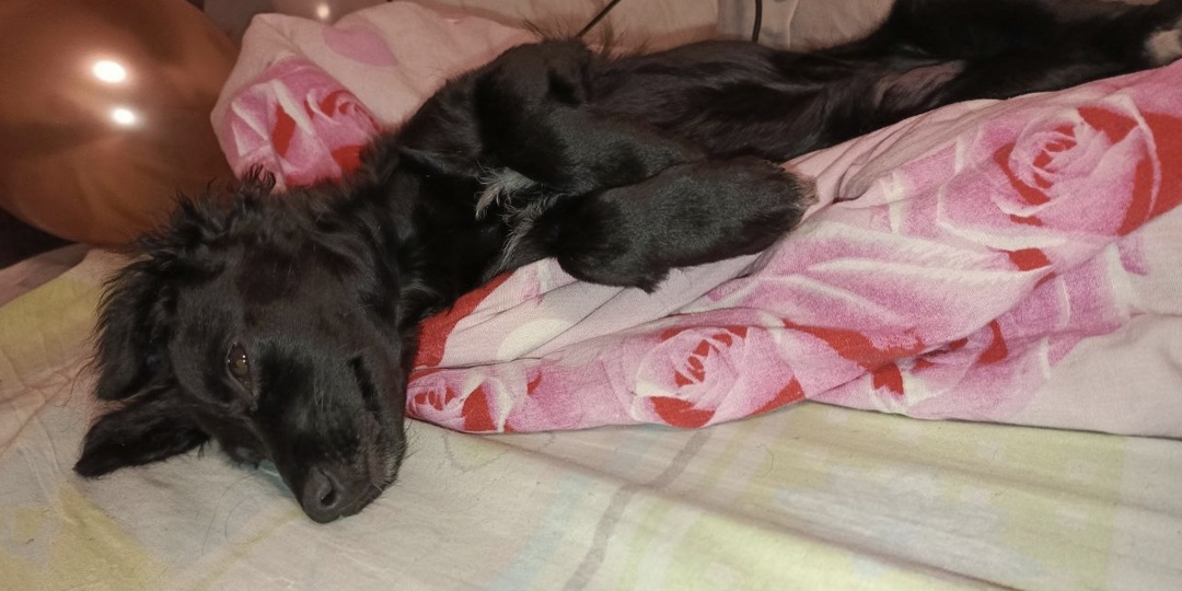 Ангелы над приютом. История Кроша и его дома