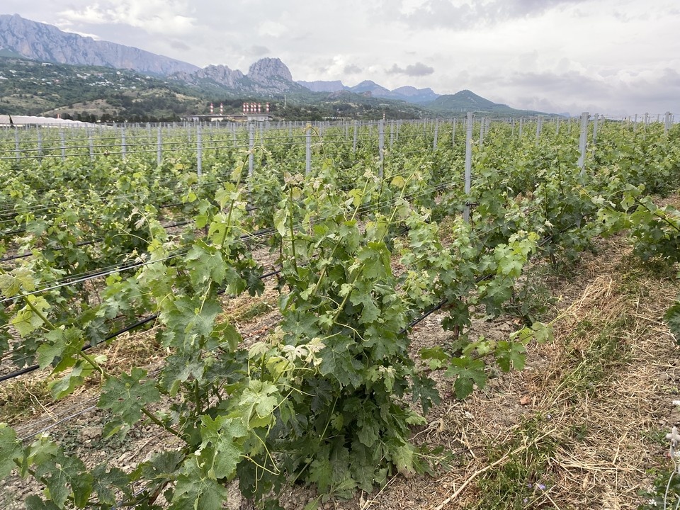    Туризм на виноградниках теперь легален в Краснодарском крае Елена КРИВЯКИНА
