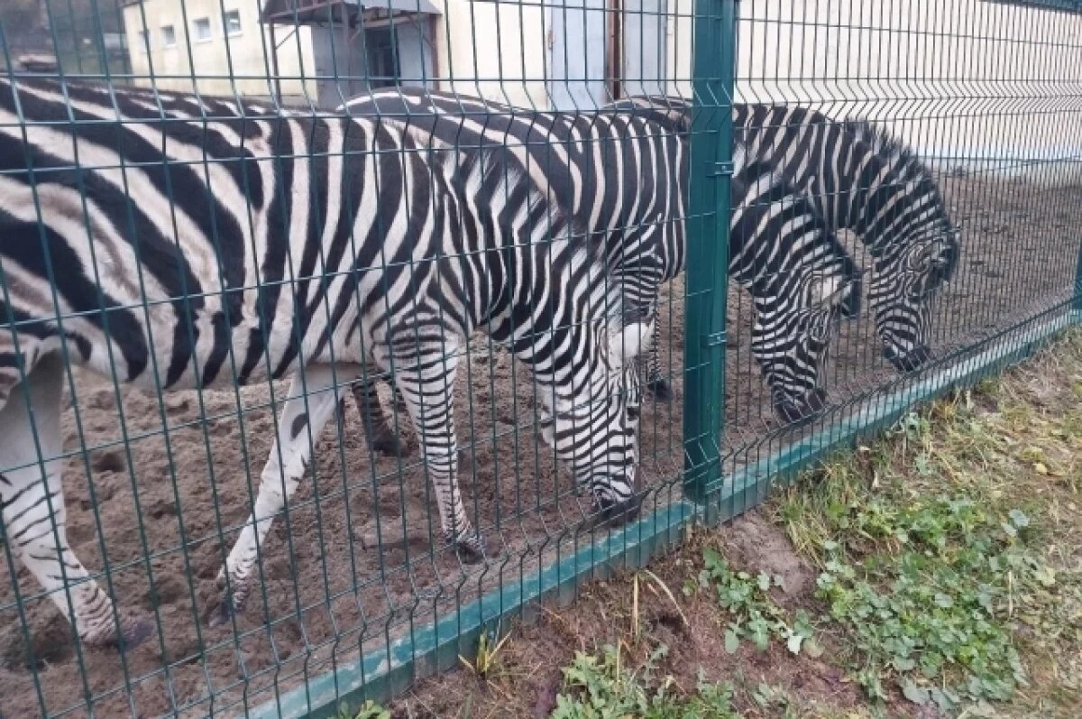    В Пензенском зоопарке зебры живут дружной семьей.