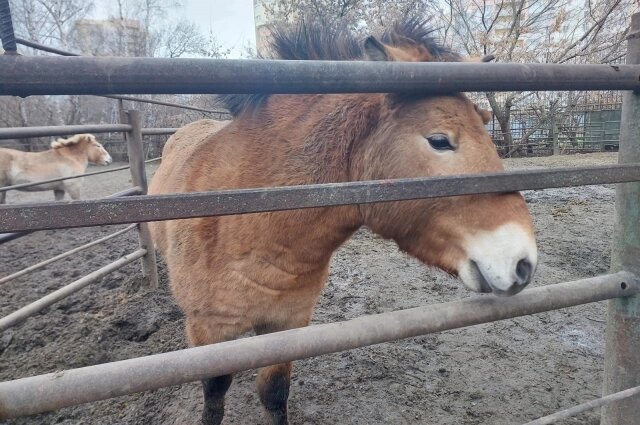    Молодая лошадка с любопытством изучает гостей зоопарка. Фото: АиФ/ Алексей Крайний