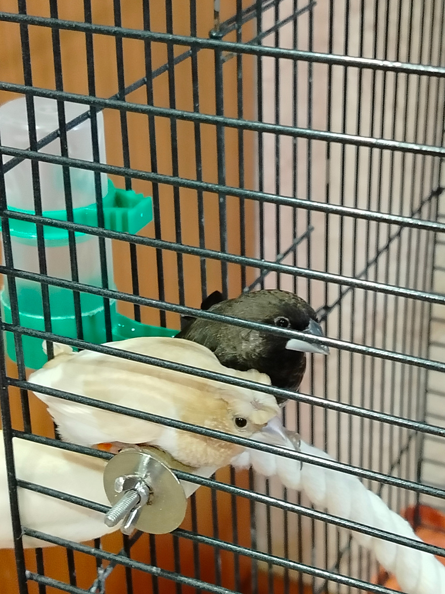 Черной самки Поморочки больше нет, у палевой пропала кладка.   