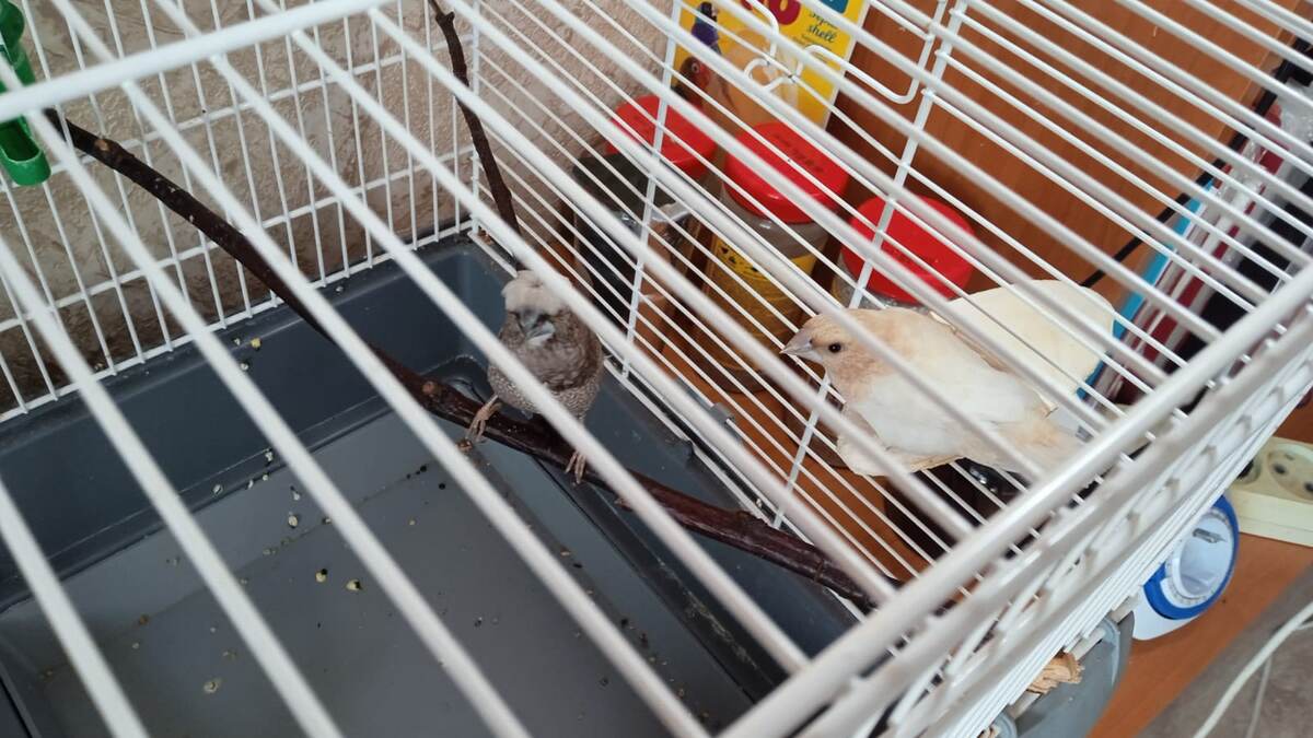 Палевый самец Смоук. Его больше нет. 