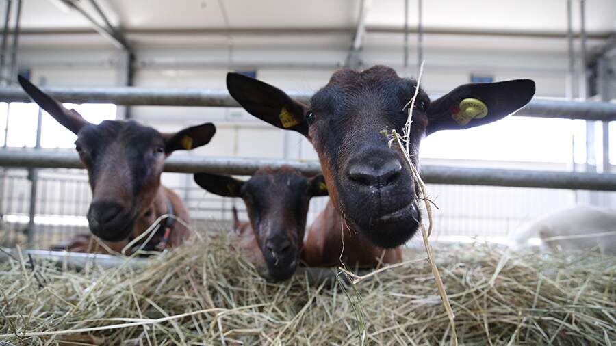    Фото: ИЗВЕСТИЯ/Дмитрий Коротаев