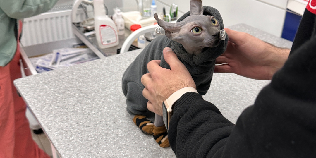 Рацион сфинкса 7+ лет: холистик под запретом? Разбираем ветеринарные мифы. Чек-лист по выбору корма