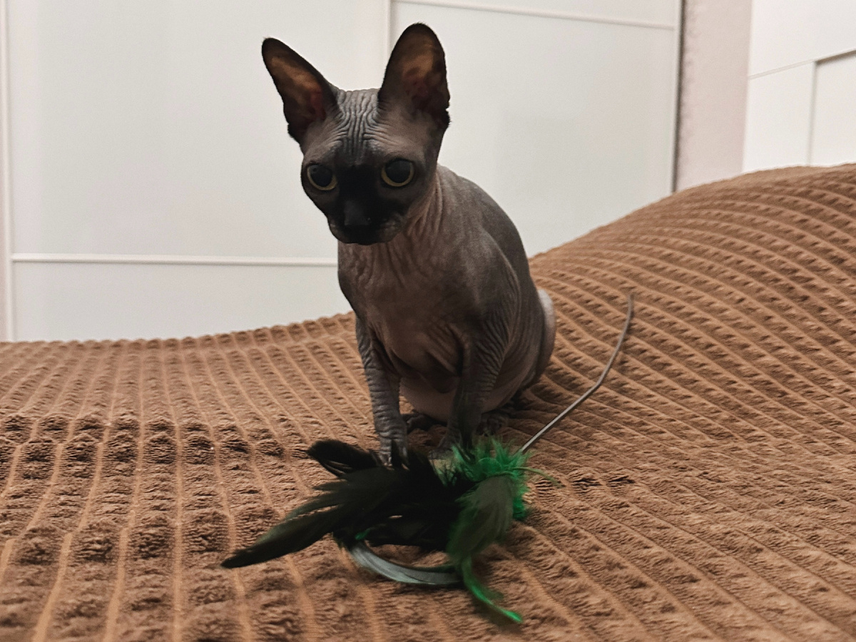 В январе 2026 Коте ориентировочно будет 7 лет (точная дата неизвестна, так как с возрастом заводчик нас обманул). Для себя мы решили, что менять рацион Коти с холистика на другой корм не будем, т.к. у нее нет особенностей по здоровью