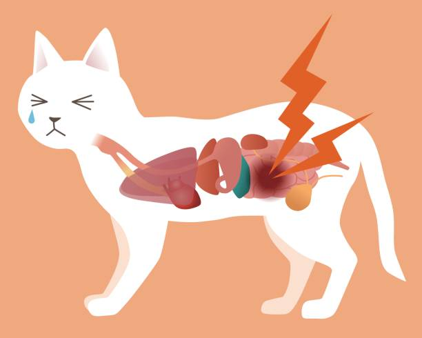 Почкам сфинкса угрожает фосфор, его количество в составе корма надо контролировать. Картинка из интернета