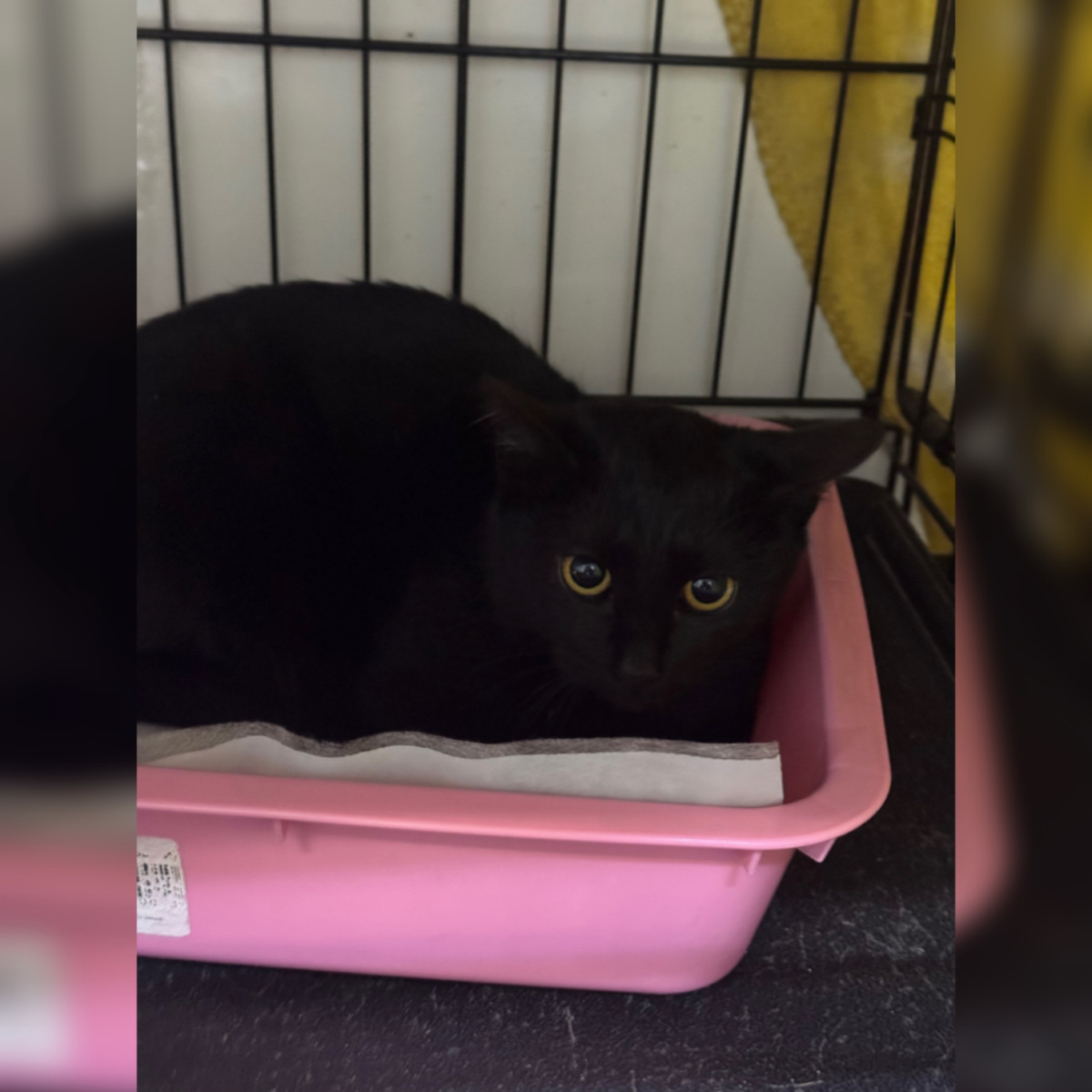 Поррима уличный котёнок, приехала вместе с сестрой Аскеллой.