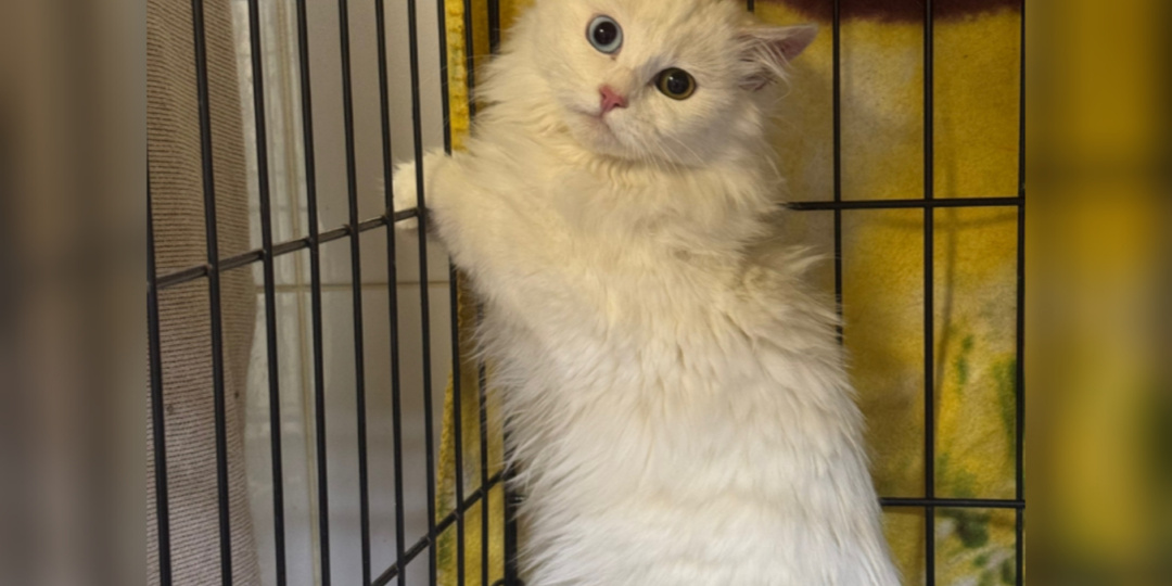 Встречаем вновь прибывших котят и кошечек