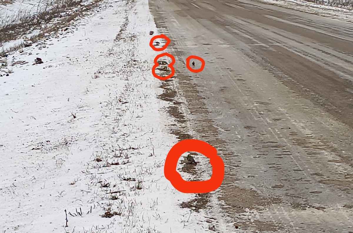 Синички в кружочках, кто не понял)