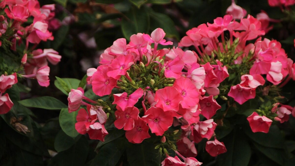    Цветок.   freepik.