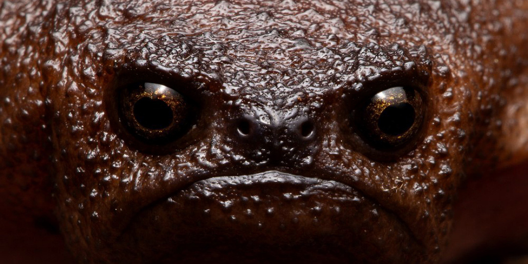 Животное – амбассадор хорошего настроения