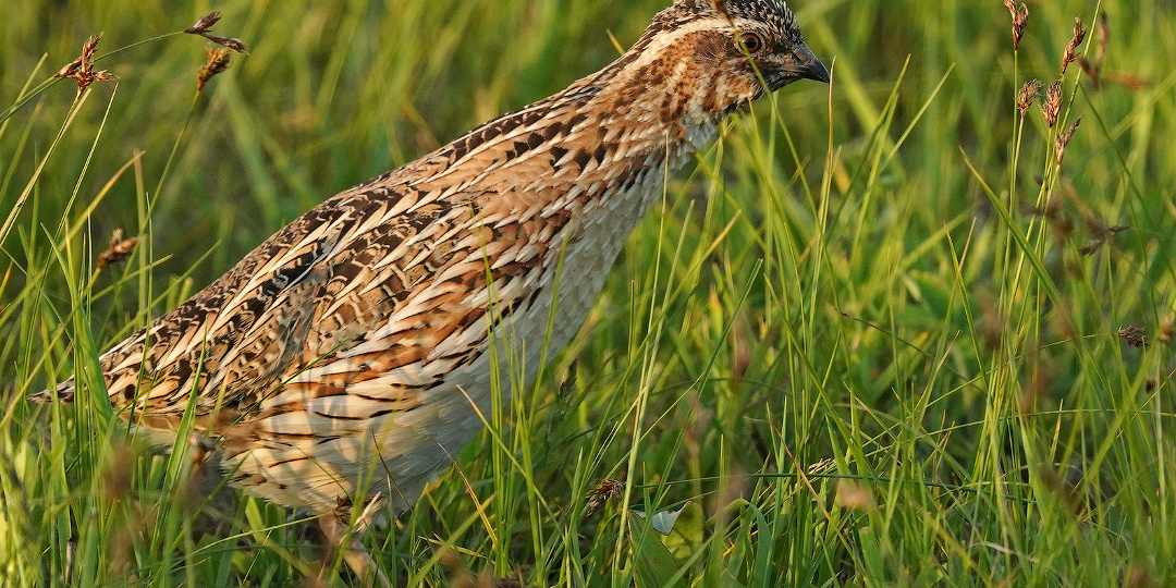 А вы знали, что перепел может убить?