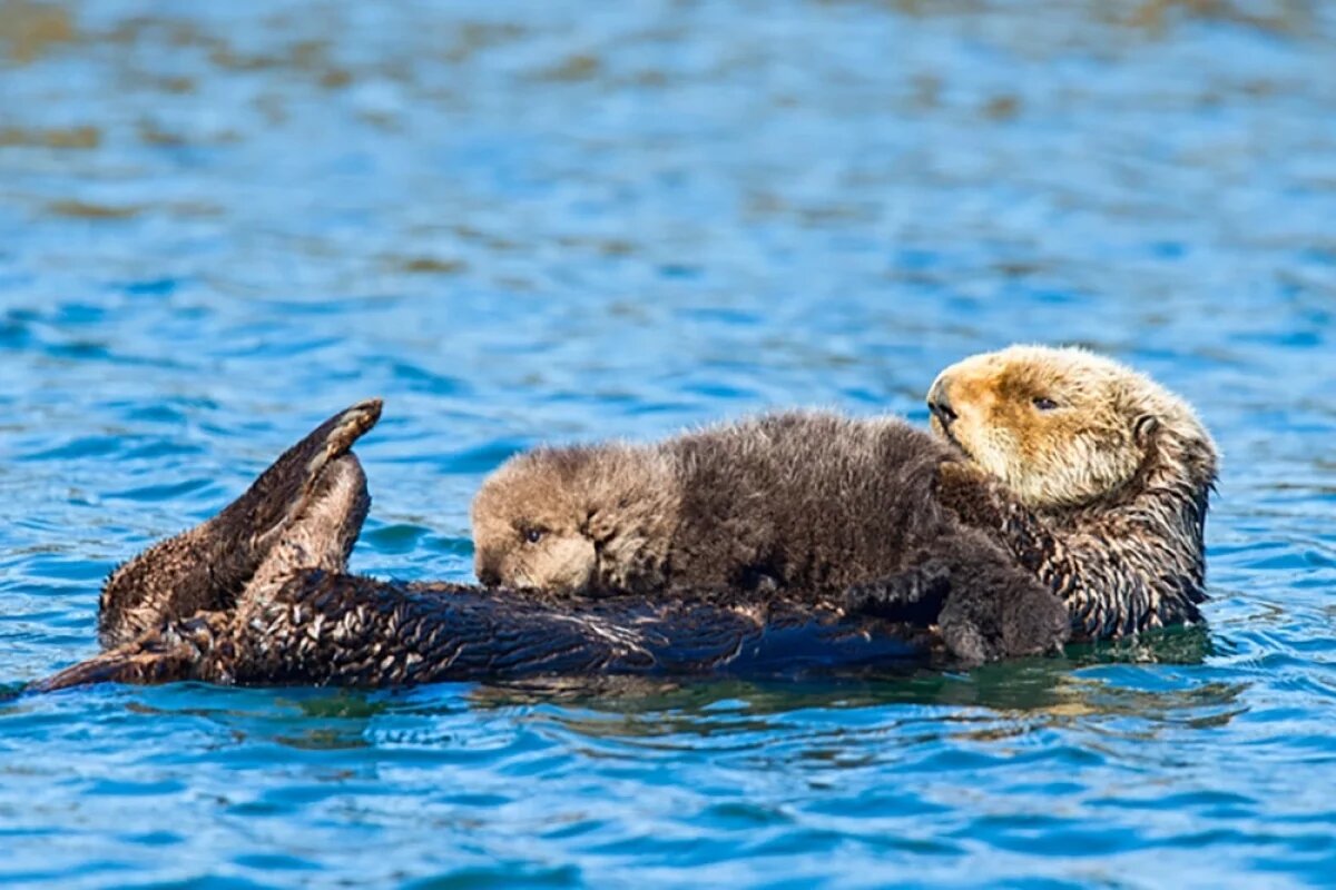    «С днём рождения медведка!», финалист Фестиваля «Первозданная Россия»