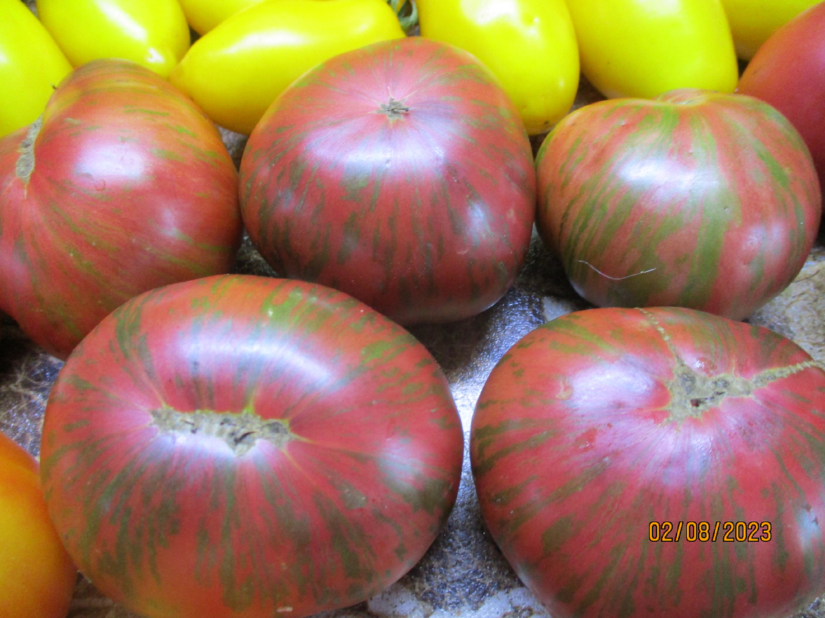  Томатный Гном Фестиваль Аделаиды. №831 в каталоге на сайте Огородная азбука Ольги Черновой.
