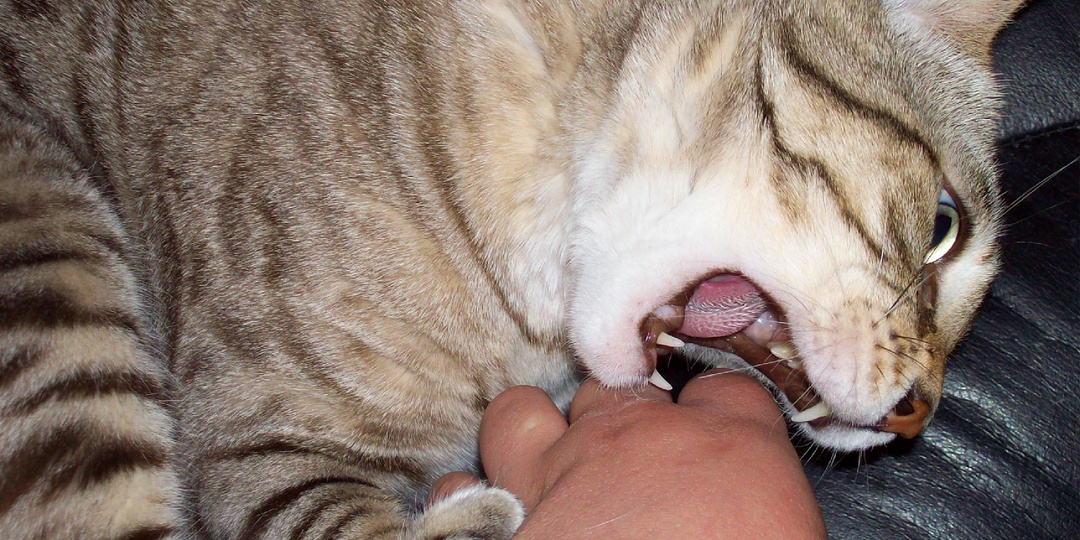 Учёные выяснили, почему кошки могут кусаться, когда их гладят