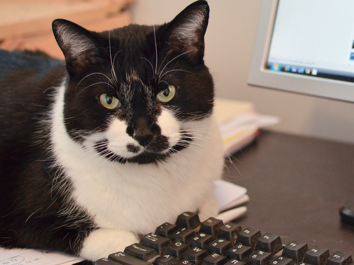 Непонятно, как там на западных рубежах, но в системе координат кота Тихона именно он назначает время для игр и ласк. И он же решает, когда аудиенция окончена. Фотография: Steve, CC BY 2.0