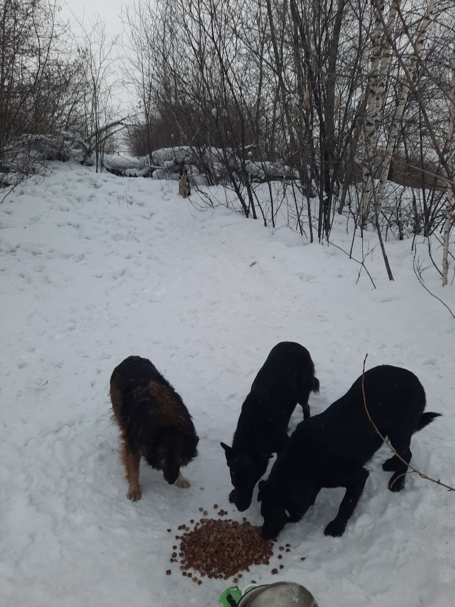 четыре голодные души на белом снегу