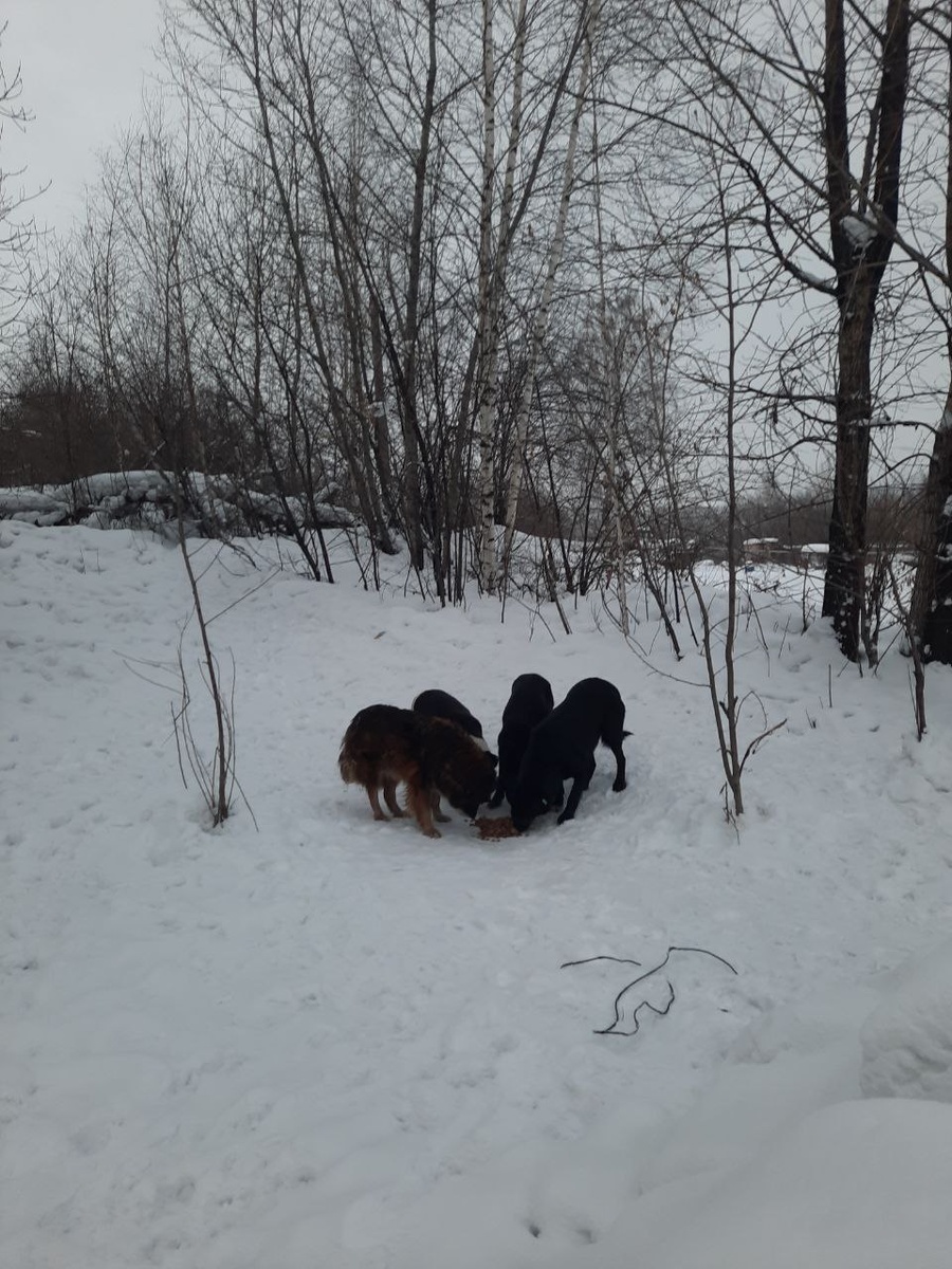 отчаянная борьба за каждую крупинку