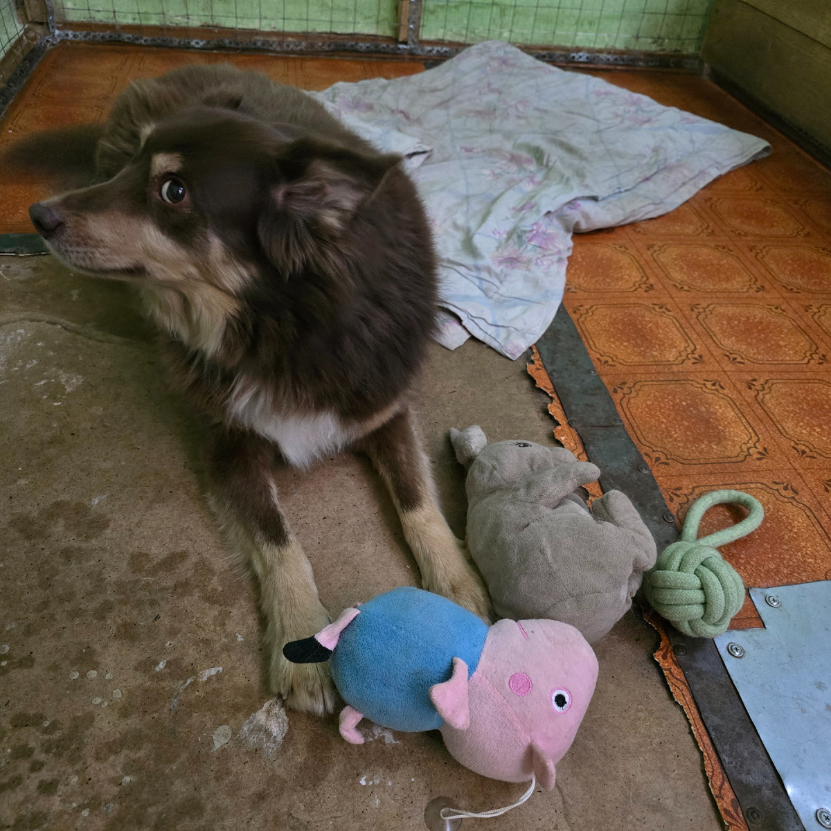 грустные глаза среди игрушек и тишины