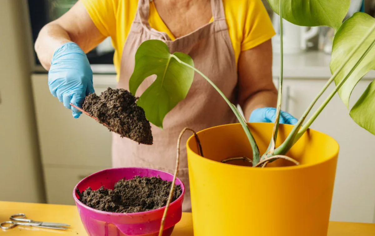 Источник фото: zielonyogrodek.pl