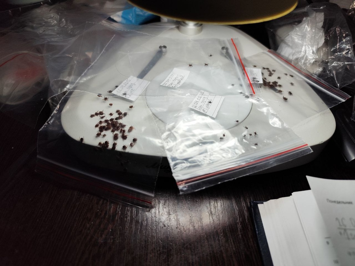 Клещи, собранные командой проекта в ходе мониторинга
Фото предоставил Максим Носков