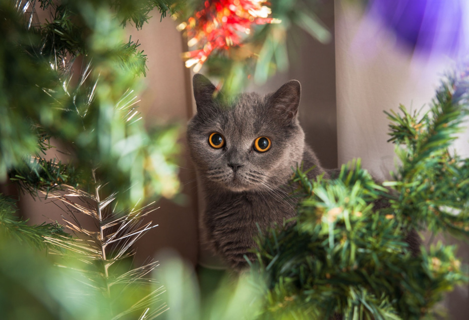    Shutterstock/FOTODOM