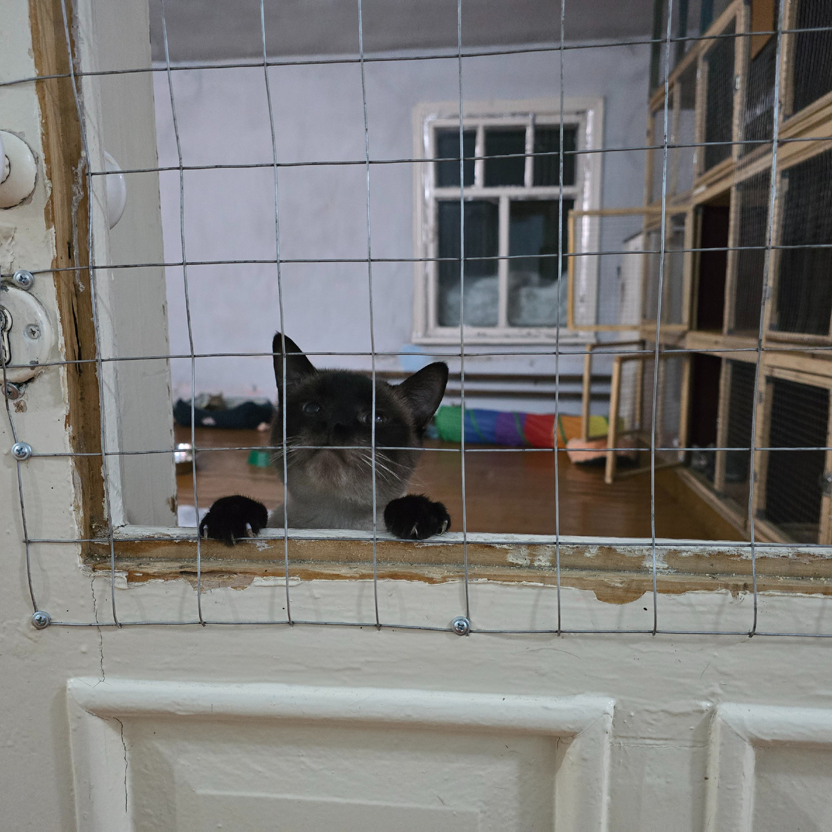 чёрные лапки сквозь прутья ищут тепло