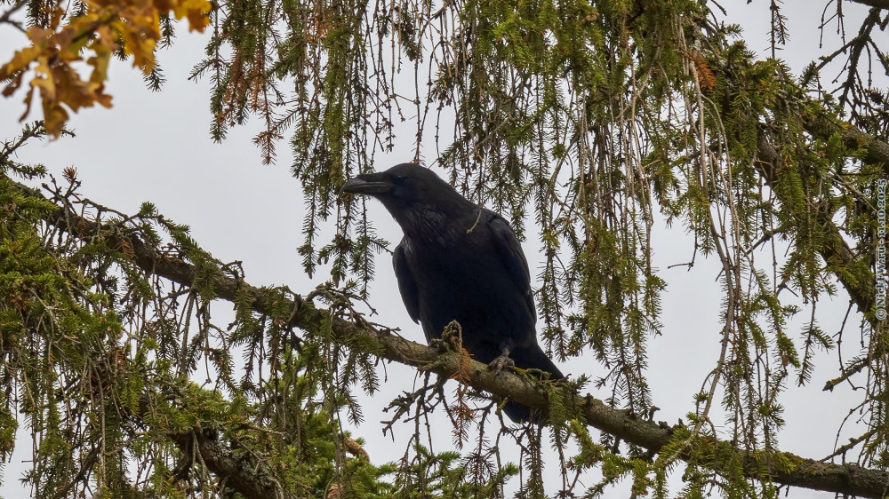 2. Ворон на ёлке... © NickFW.ru — 11.10.2025г.