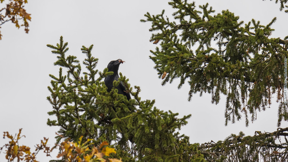 1. Ворон на ёлке... © NickFW.ru — 11.10.2025г.