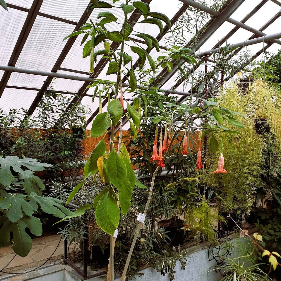    Фото: Волгоградский региональный ботанический сад