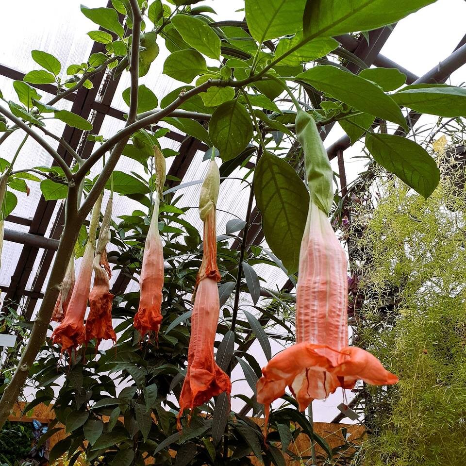    Фото: Волгоградский региональный ботанический сад