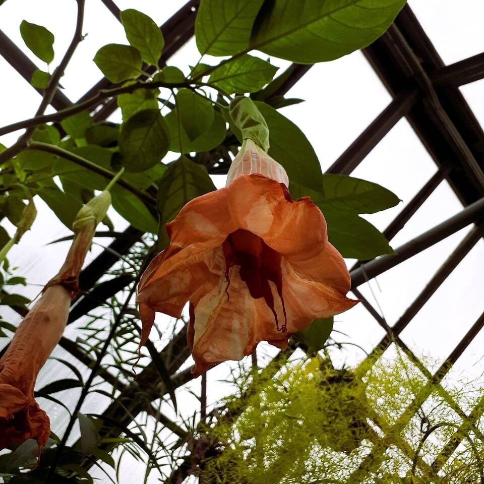    Фото: Волгоградский региональный ботанический сад