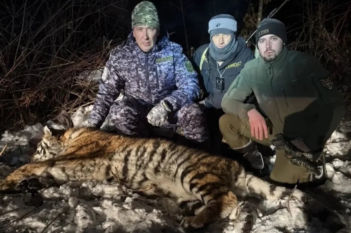    В Хабаровском крае в поселке Долми отловили конфликтную тигрицу