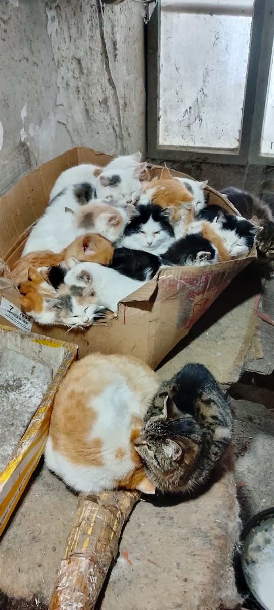 Мои кошки и коты и котята.