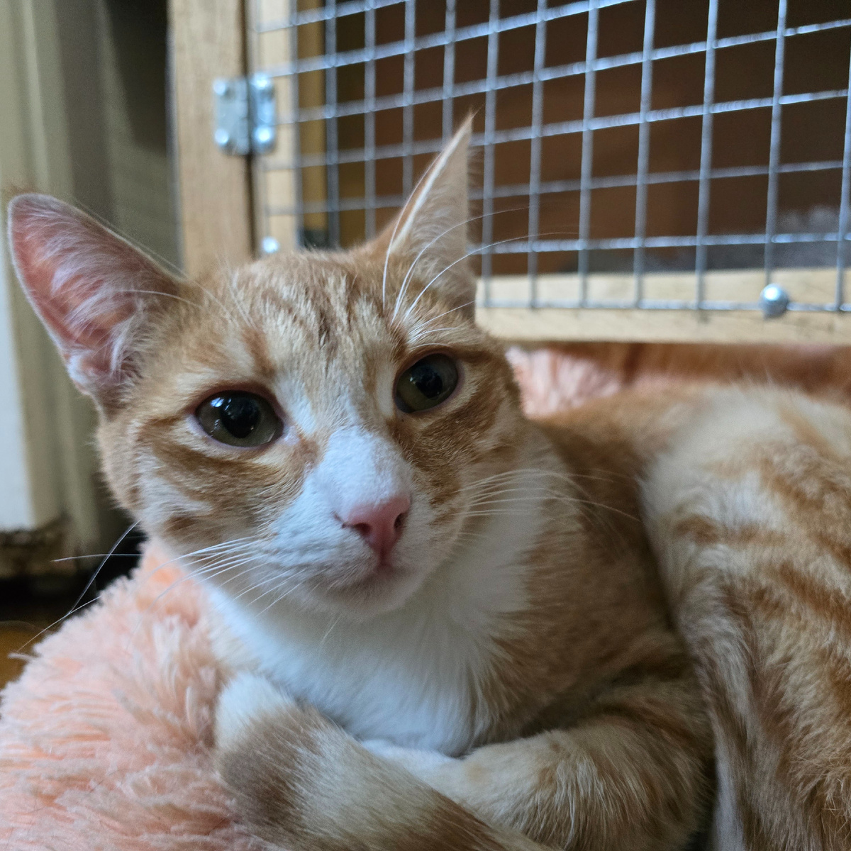 нежные глаза 