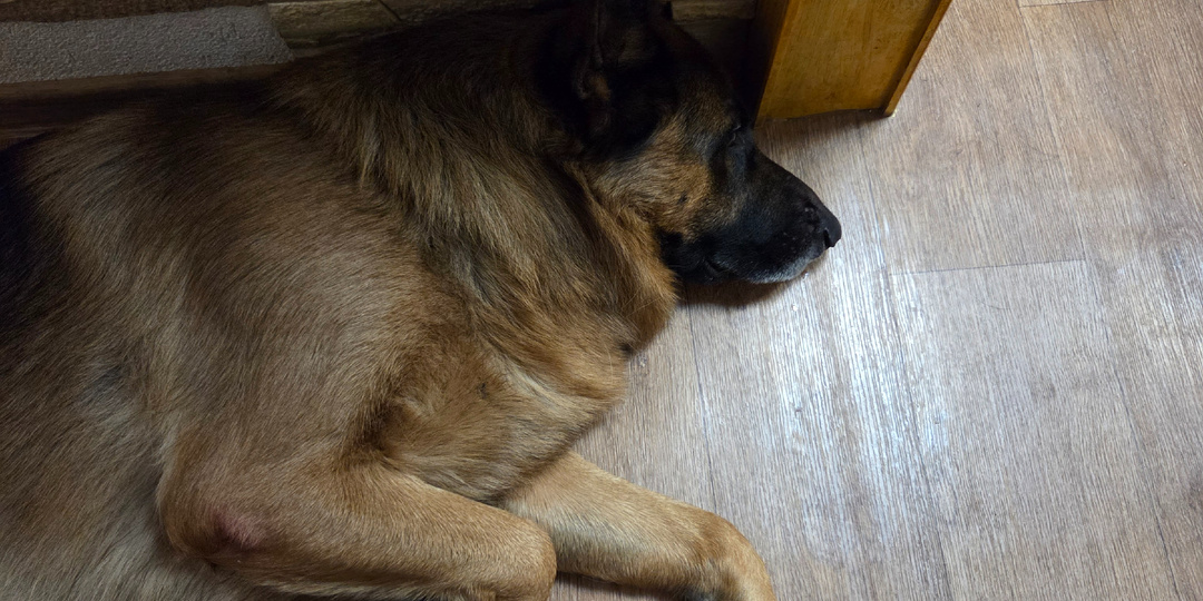 33 несчастья