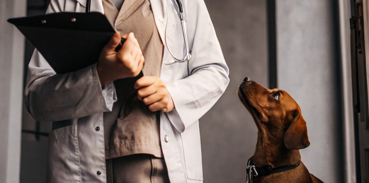 Кейс ветеринарного центра «БениВЕТ»