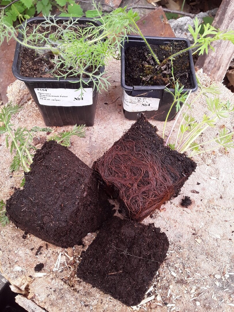 С корнями - анемона, без корней - простел из пакетика