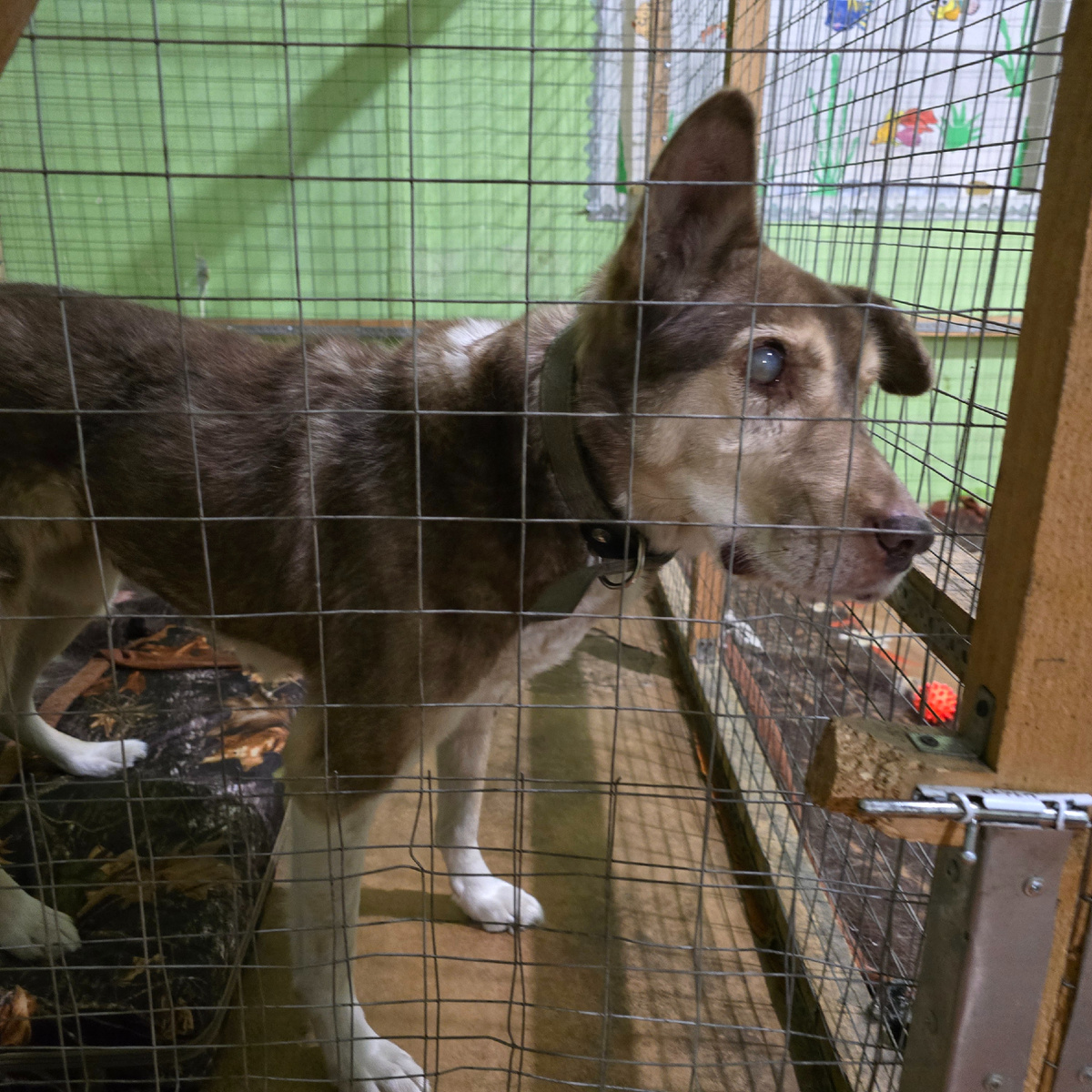 слепые глаза полные древнего страха