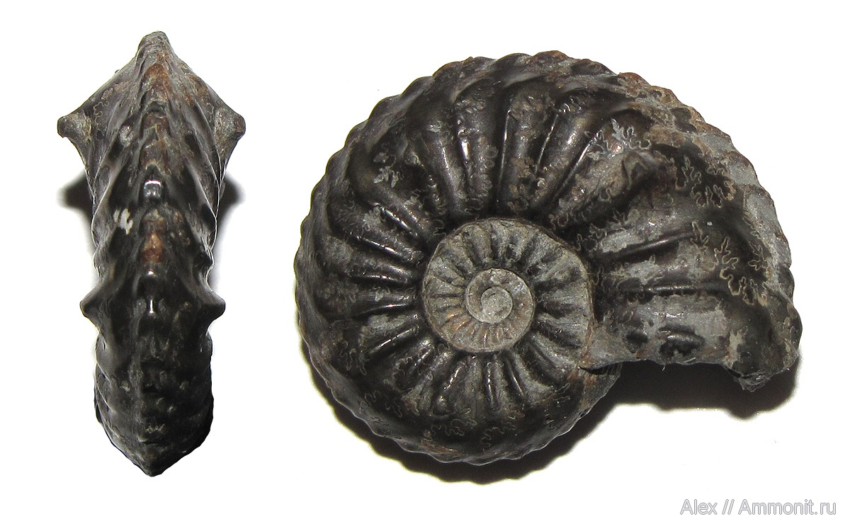 Amaltheus subnodosus, фото Александра Мироненко