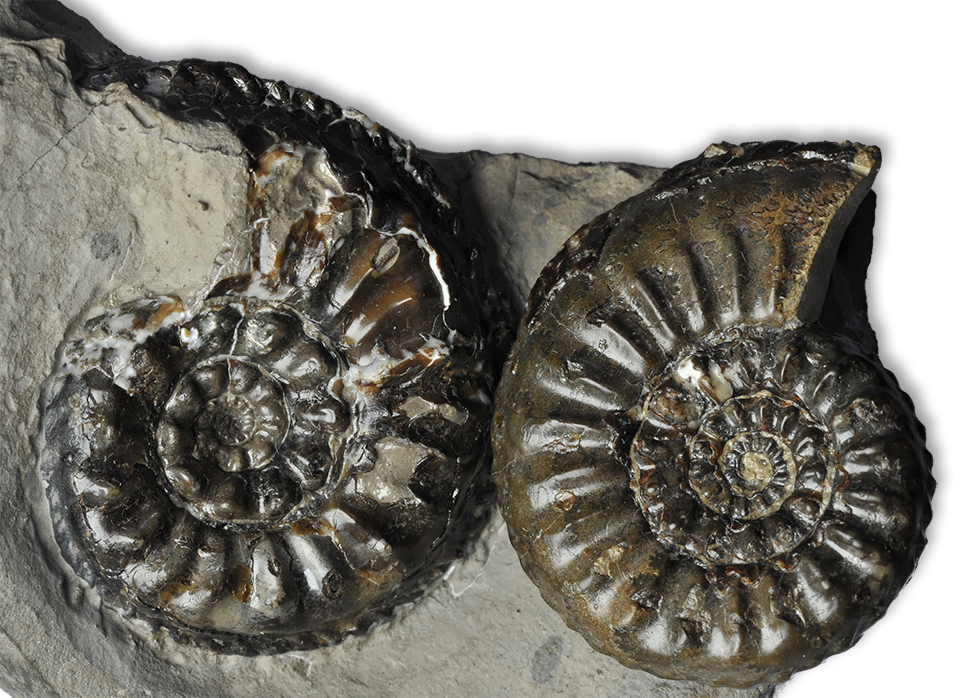 Амальтеи из Йоркшира