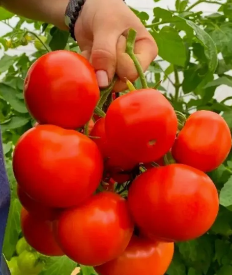 ЭТОТ СКОРОСПЕЛЫЙ томат для открытого грунта, можно сажать каждый год