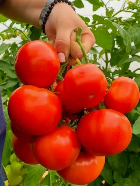 Мамонтёнок